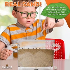 Tigerific learning booklet colorful guide boosts ant science understanding for kids.