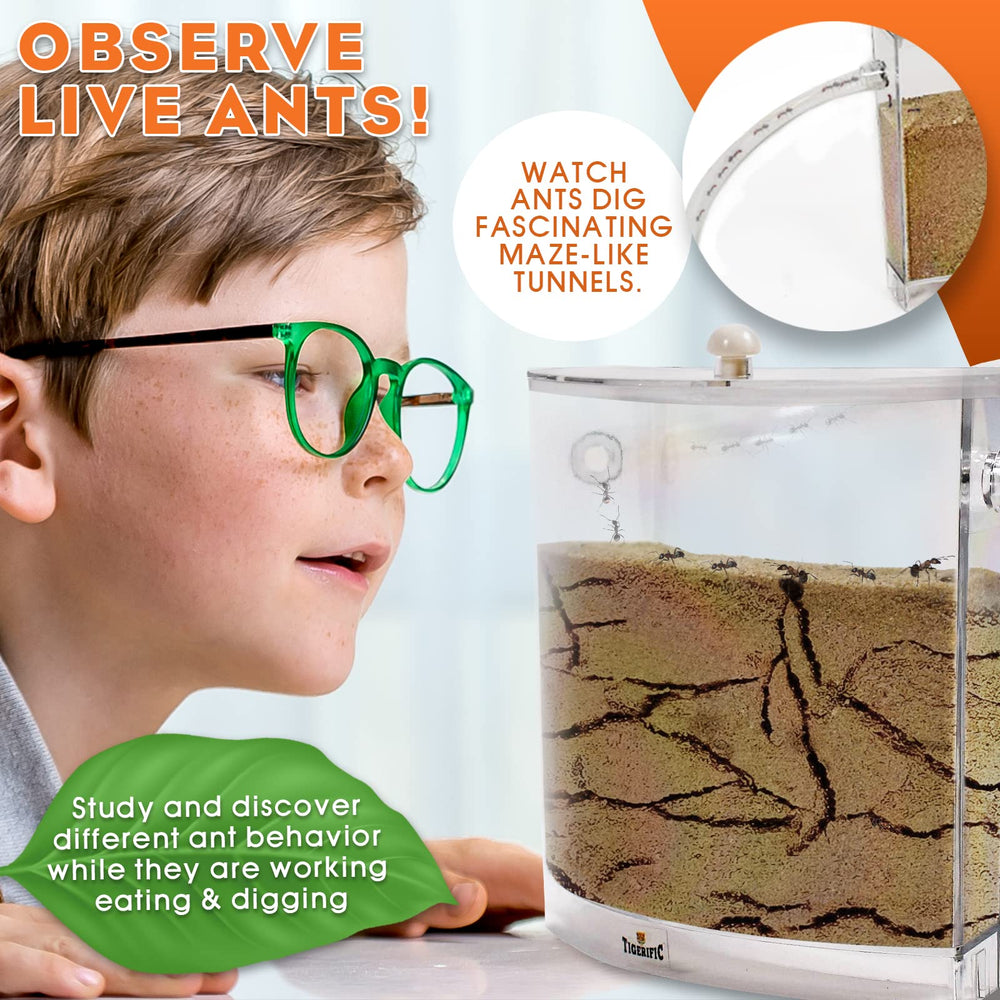 Tigerific tunnels close-up highlights digging behavior, inspiring curiosity during play.