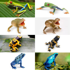 Toymany frog toy figures Red-eyed Tree Frog for terrarium-inspired decor