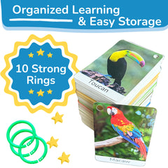TOYVENTIVE alphabet flash cards with images support early literacy and word recognition.