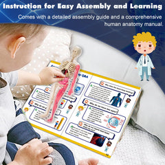 YOFUN skeleton model anatomy manual for deeper body knowledge.