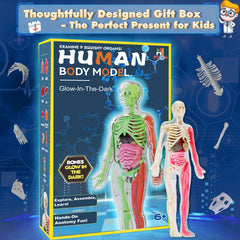 YOFUN skeleton model kids learning science through hands-on anatomy.