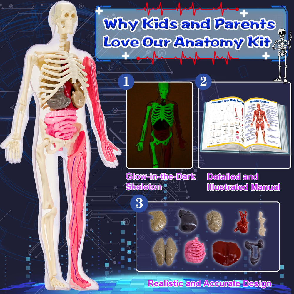 YOFUN skeleton model with removable muscles for interactive anatomy exploration.