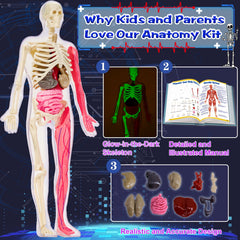 YOFUN skeleton model with removable muscles for interactive anatomy exploration.