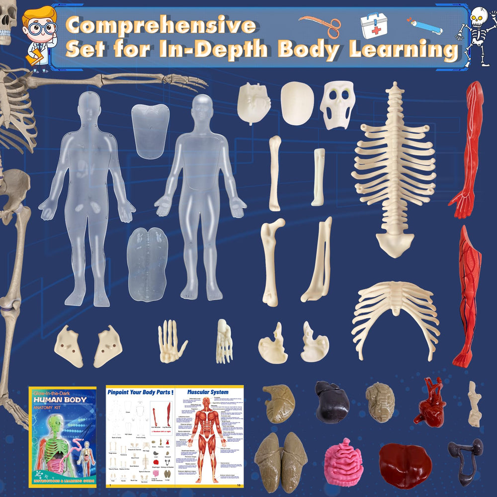 YOFUN skeleton model with removable organs for cross-section learning.