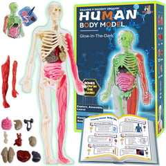 YOFUN skeleton model stand with glow-in-the-dark bones for hands-on anatomy play.
