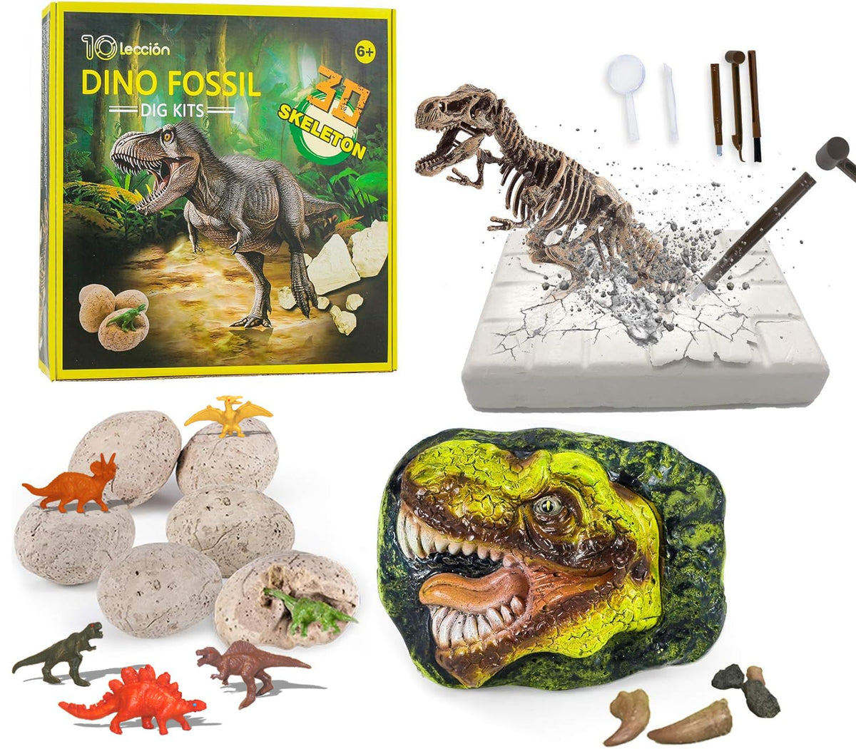 10Leccion dinosaur head fossil with tyrannosaurus teeth for hands-on paleontology learning.