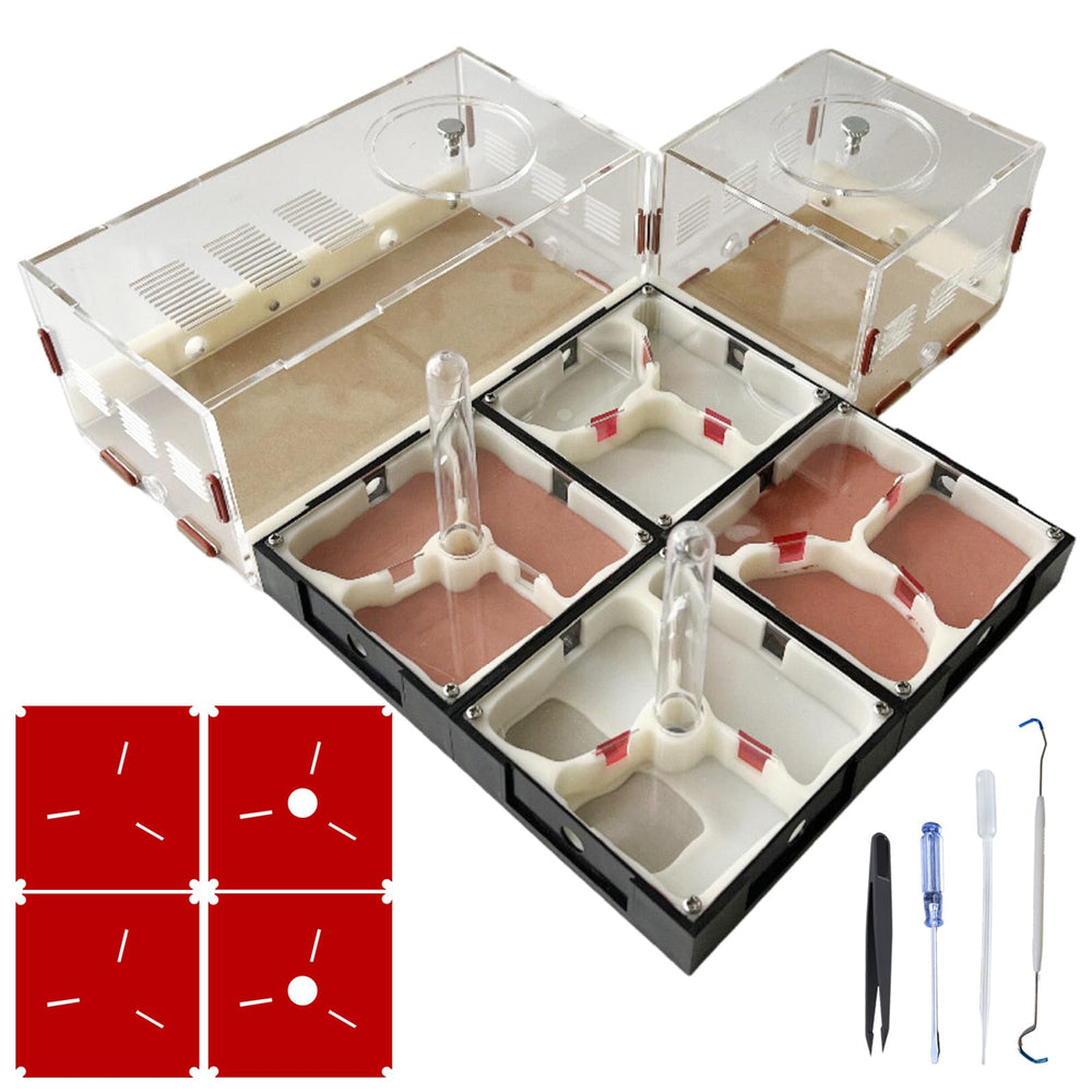 Ants Footsteps ant farm nest assembly offers clear view for observing construction.