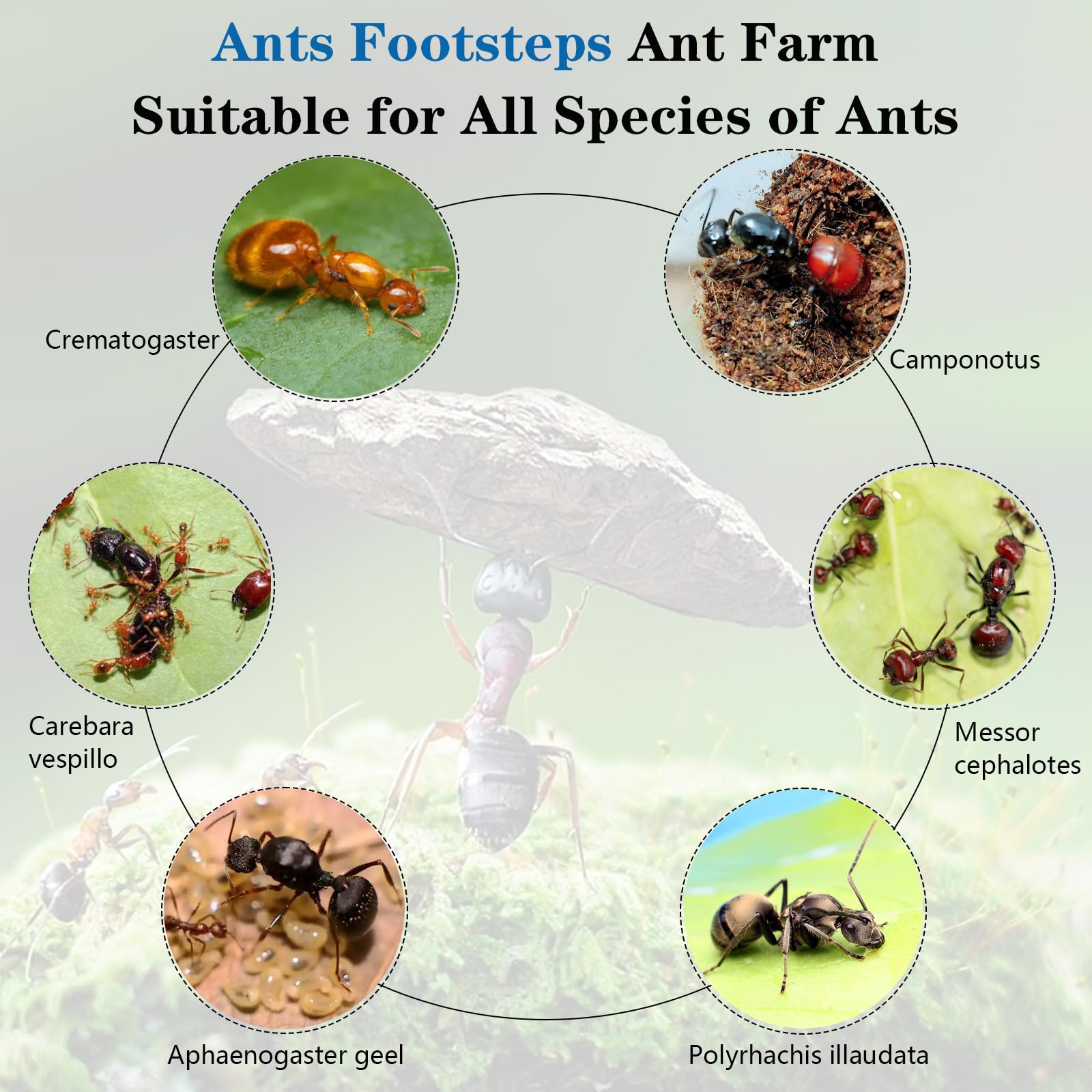 Ants Footsteps ecosystem-focused design allows soil and decorations for a real nest.
