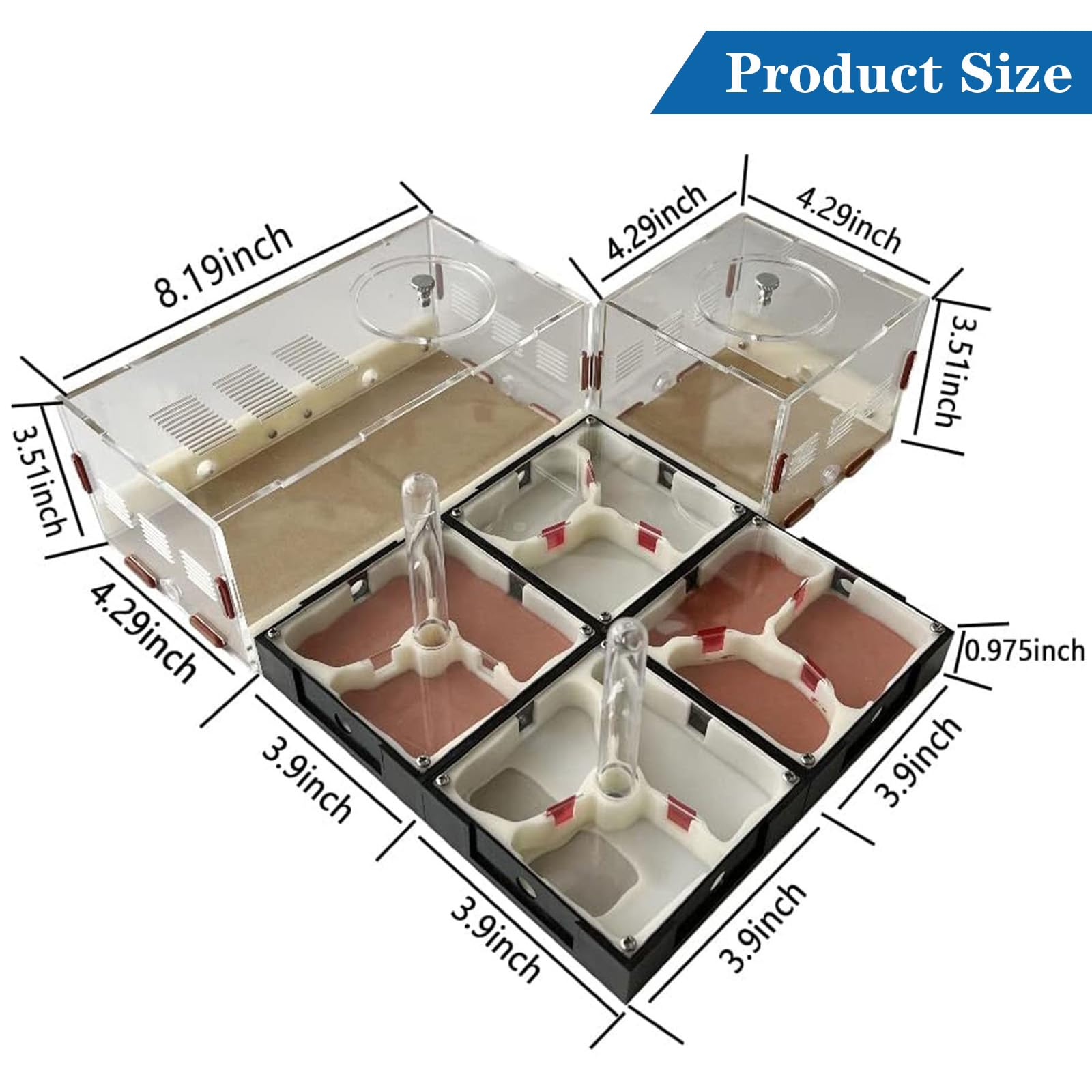 Ants Footsteps nest inspection shows transparent acrylic for daily activity.