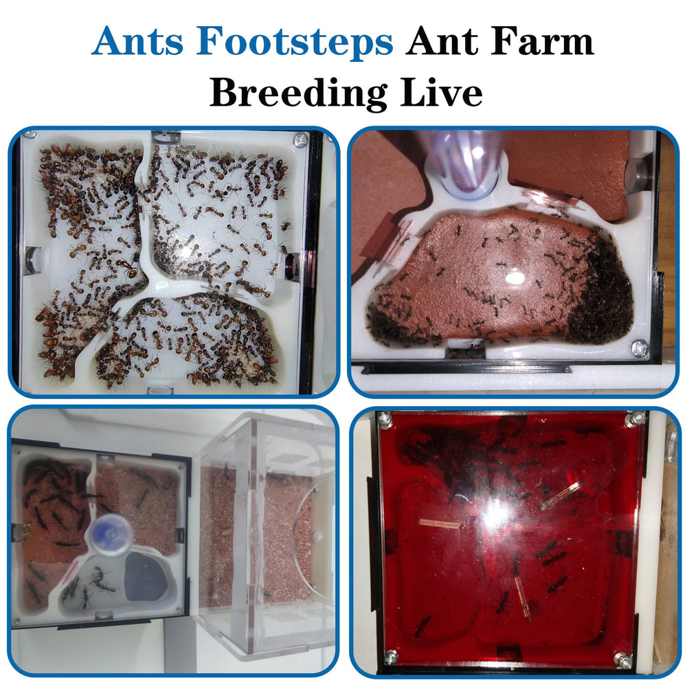 Ants Footsteps sunshade protects ants from light during nest building.
