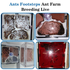 Ants Footsteps sunshade protects ants from light during nest building.