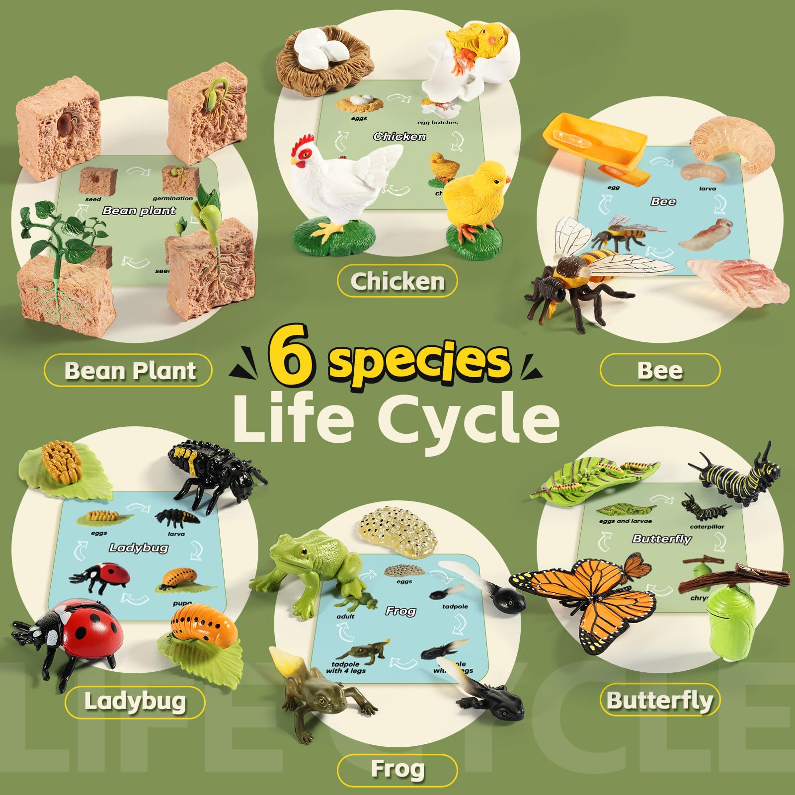 Aprilwolf Life Cycle Kit ladybug figure invites hands-on learning through observation.