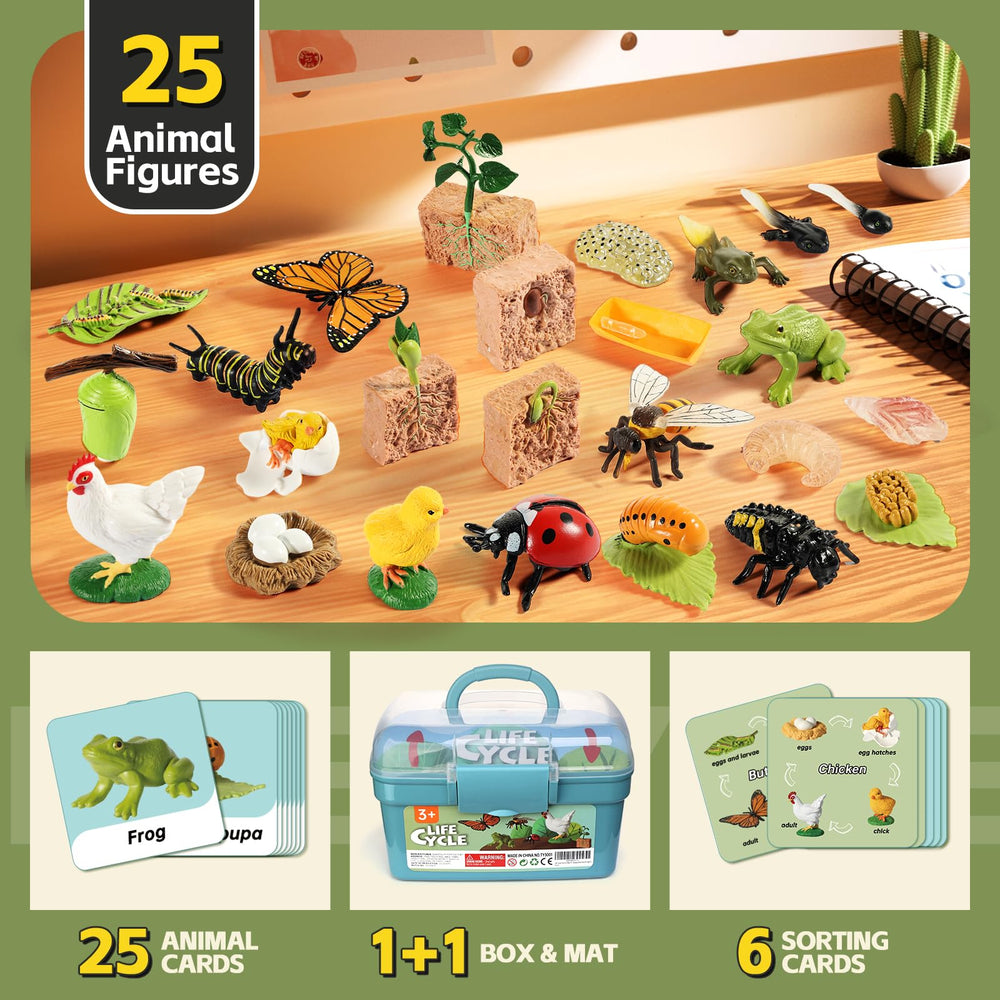Aprilwolf Life Cycle Kit life cycle mat helps structure learning activities.