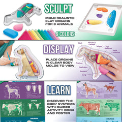 Three animal organ models from ArtSkills kit ready for assembly and study