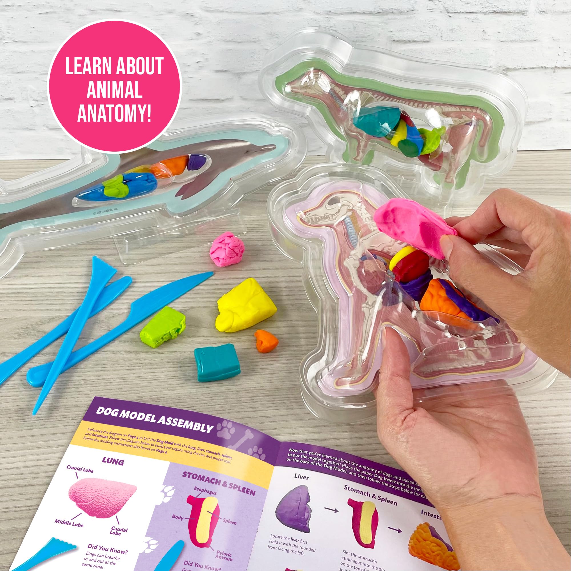 Printed animal inserts from ArtSkills kit providing quick anatomy context
