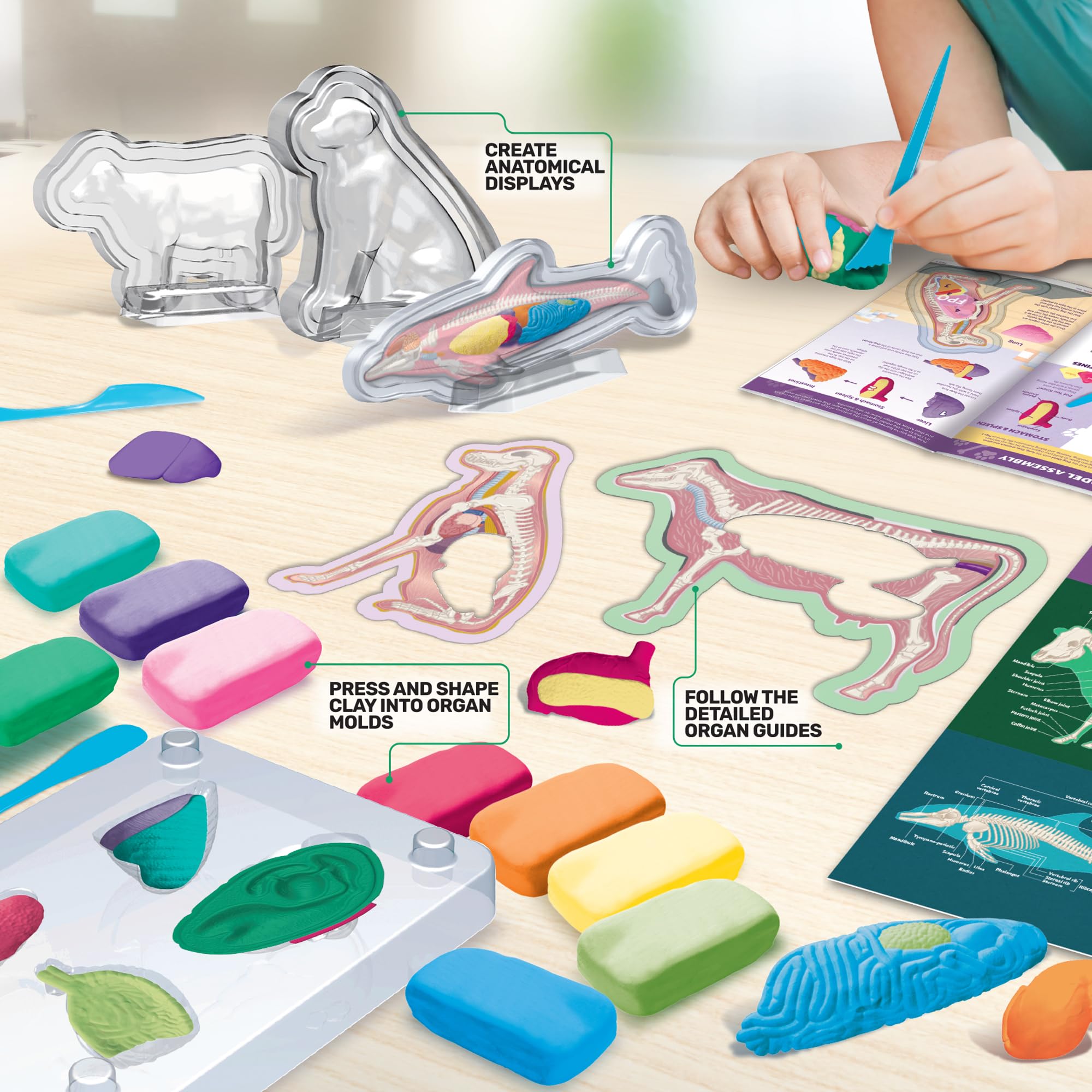 Skeletal system model from ArtSkills Epic Lab Vet Kit for tactile learning
