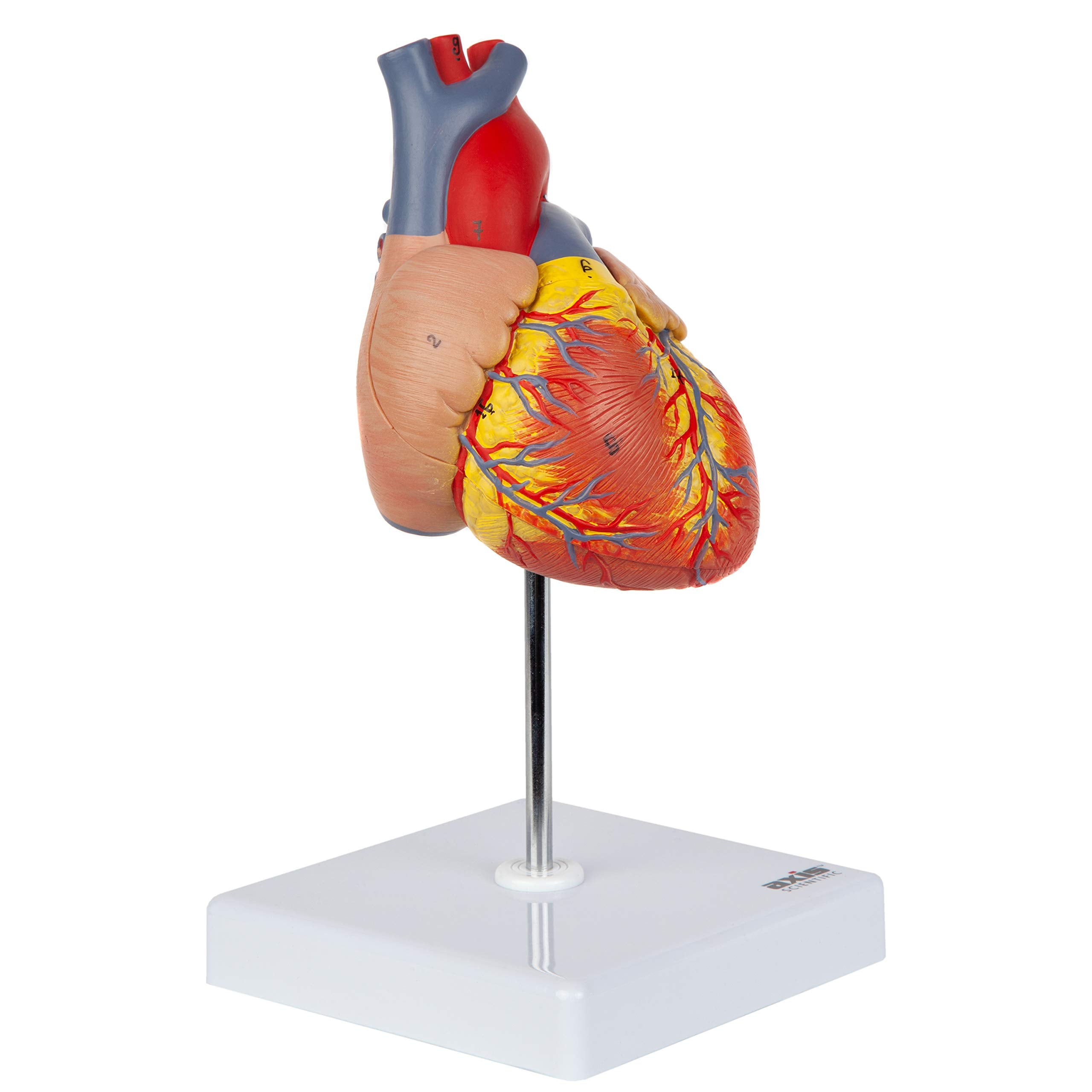 Axis Scientific model shows 34 labeled structures for precise anatomy review.