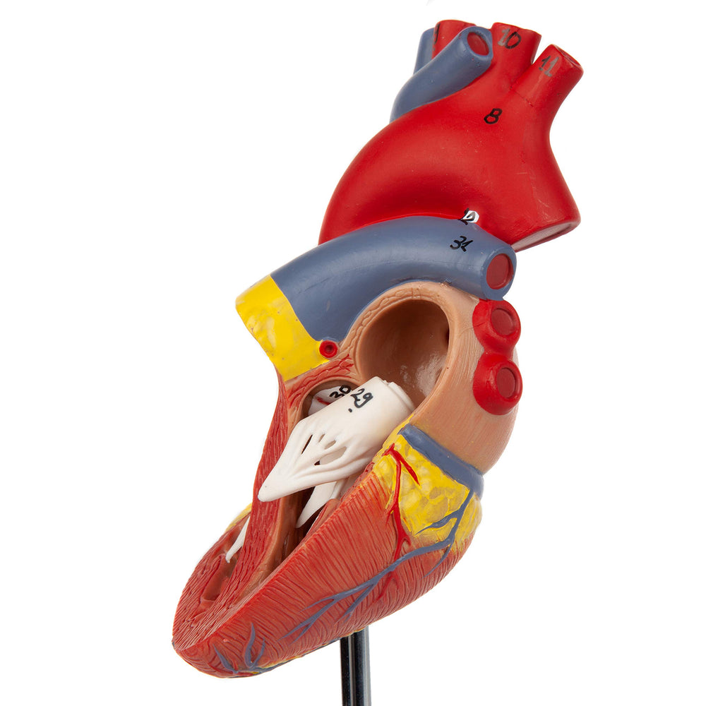 Axis Scientific hand-painted heart model with lifelike details for realistic visuals.
