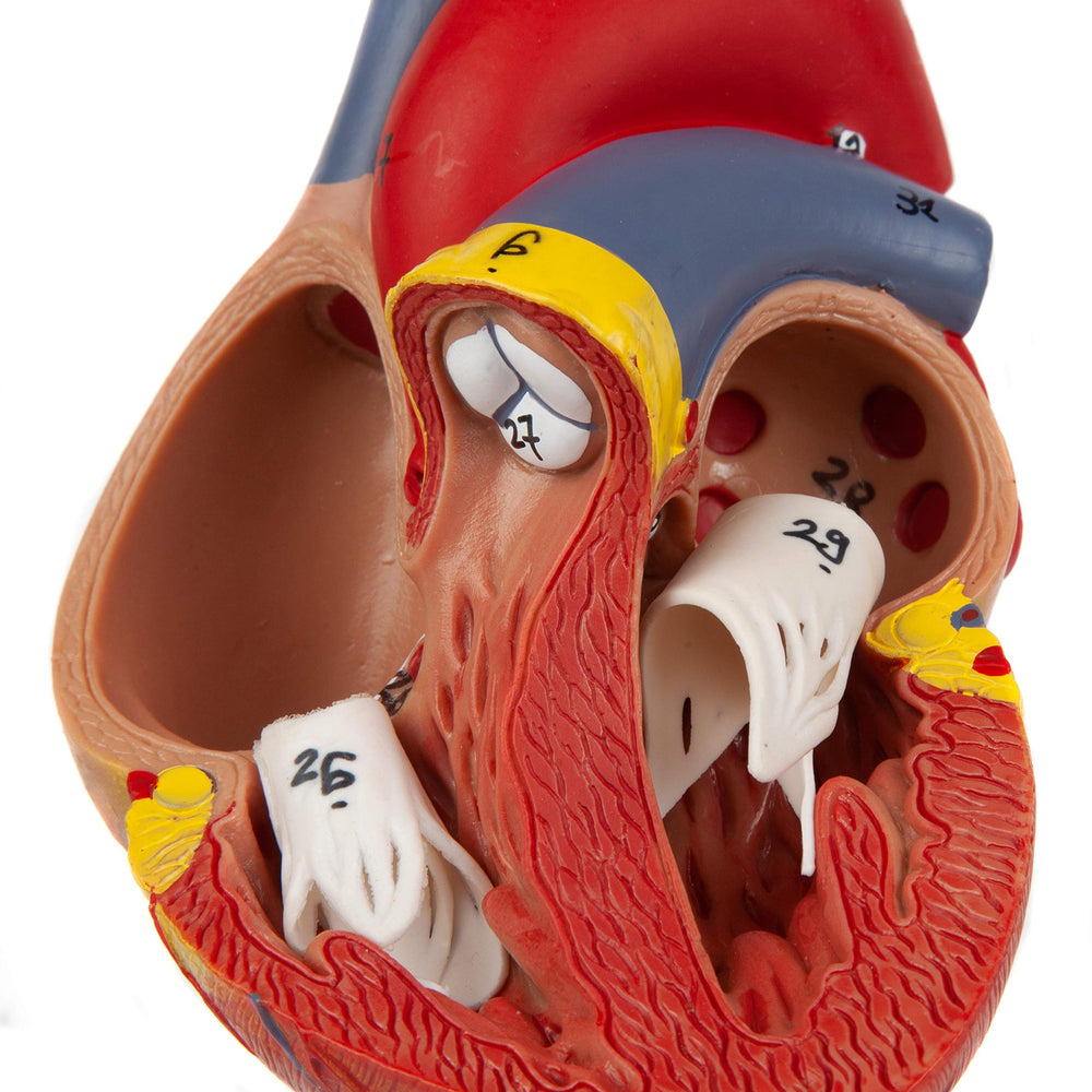 Axis Scientific anatomy manual included with digital photos for reference.