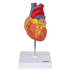 Axis Scientific life-size heart model in two-part bisect view reveals internal structures for study.