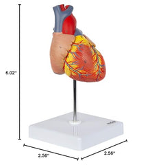 Axis Scientific life-like heart model offers immersive anatomy study aid.