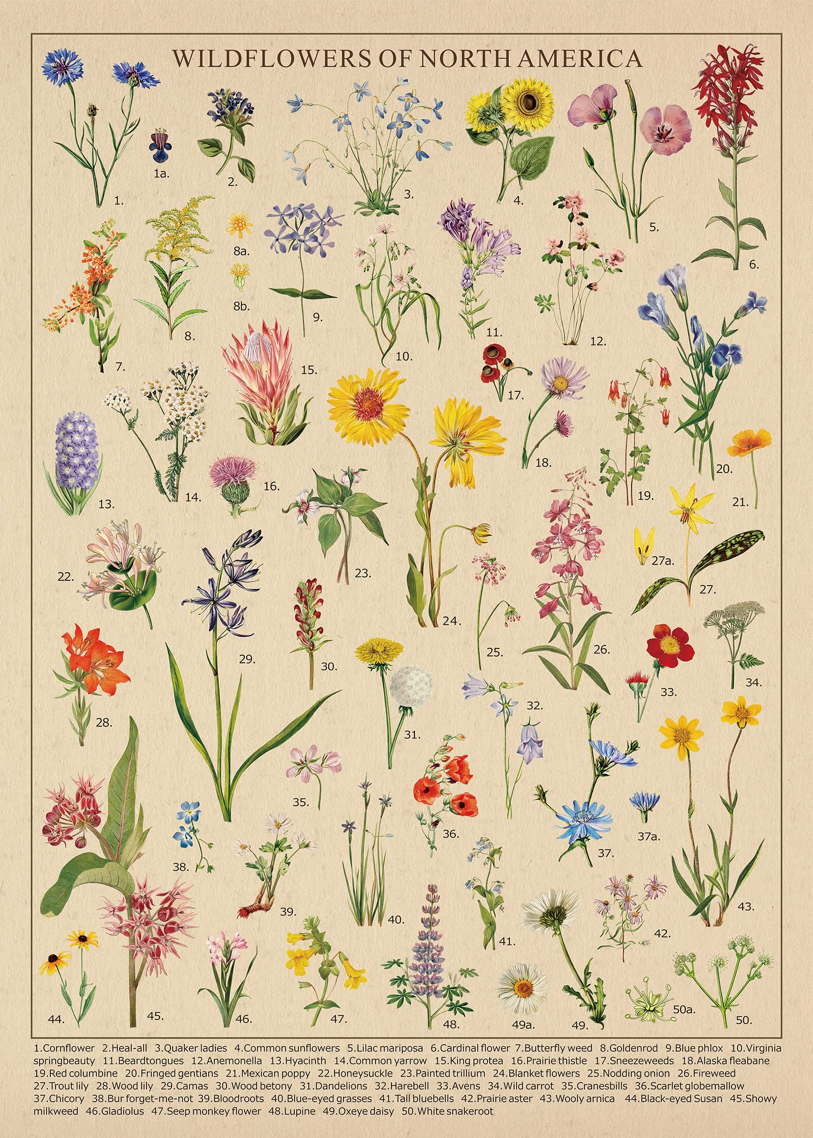 BBOLDIN Vintage Wildflowers Poster — dual-sided artwork with flower details for learning.
