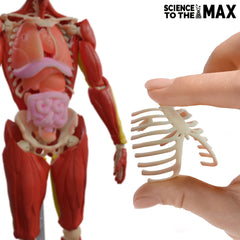 Be Amazing! Toys 14-inch anatomy model ideal for STEM classrooms