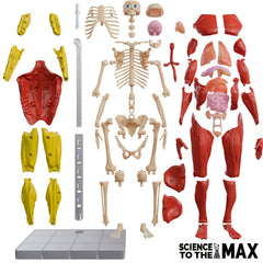 Be Amazing! Toys adjustable stand supports endless pose experimentation
