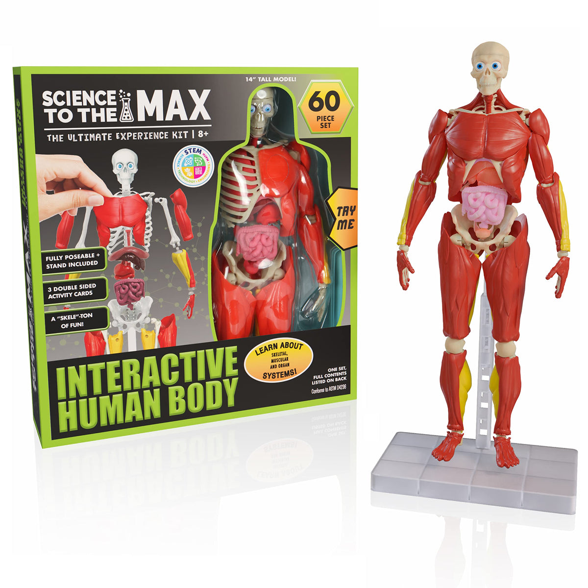 Be Amazing! Toys Interactive Human Body with removable organs for hands-on learning
