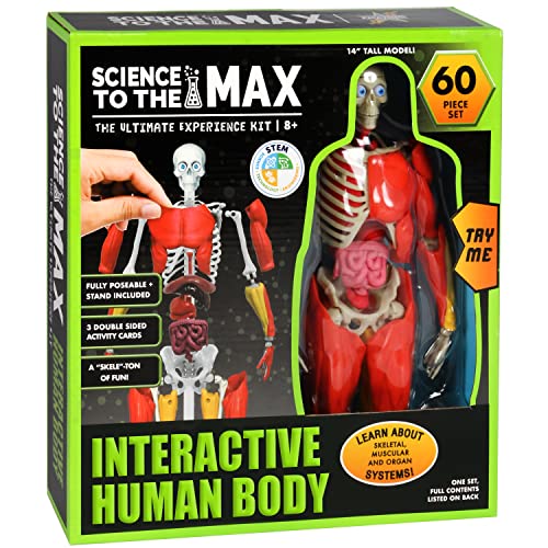 Be Amazing! Toys 14-inch poseable anatomy figure shows realistic body movement