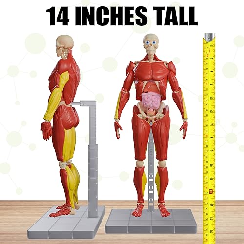 Be Amazing! Toys anatomy kit includes bones, muscles, and organs