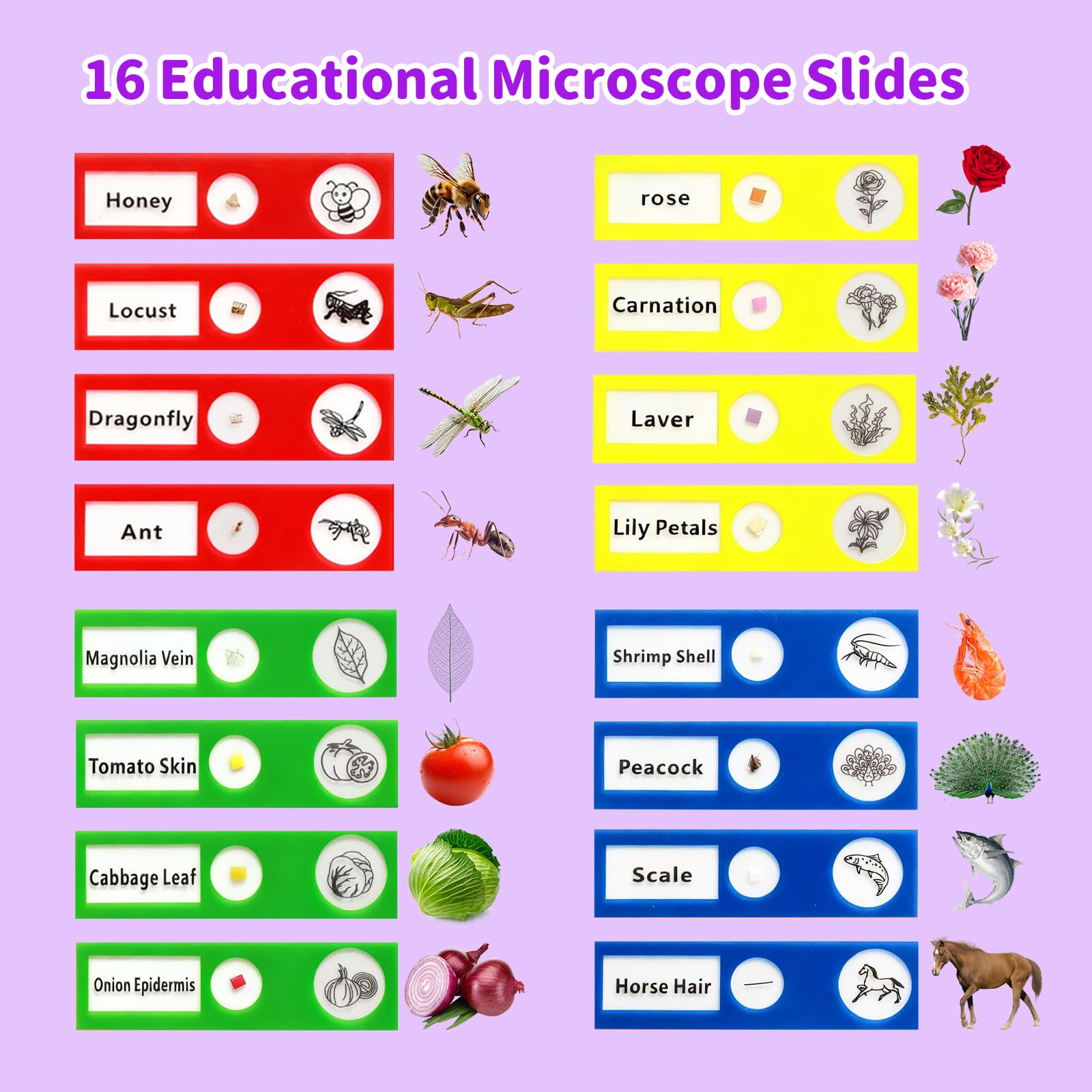 BLACKROOT 16 included slides cover plants vegetables and insects for study