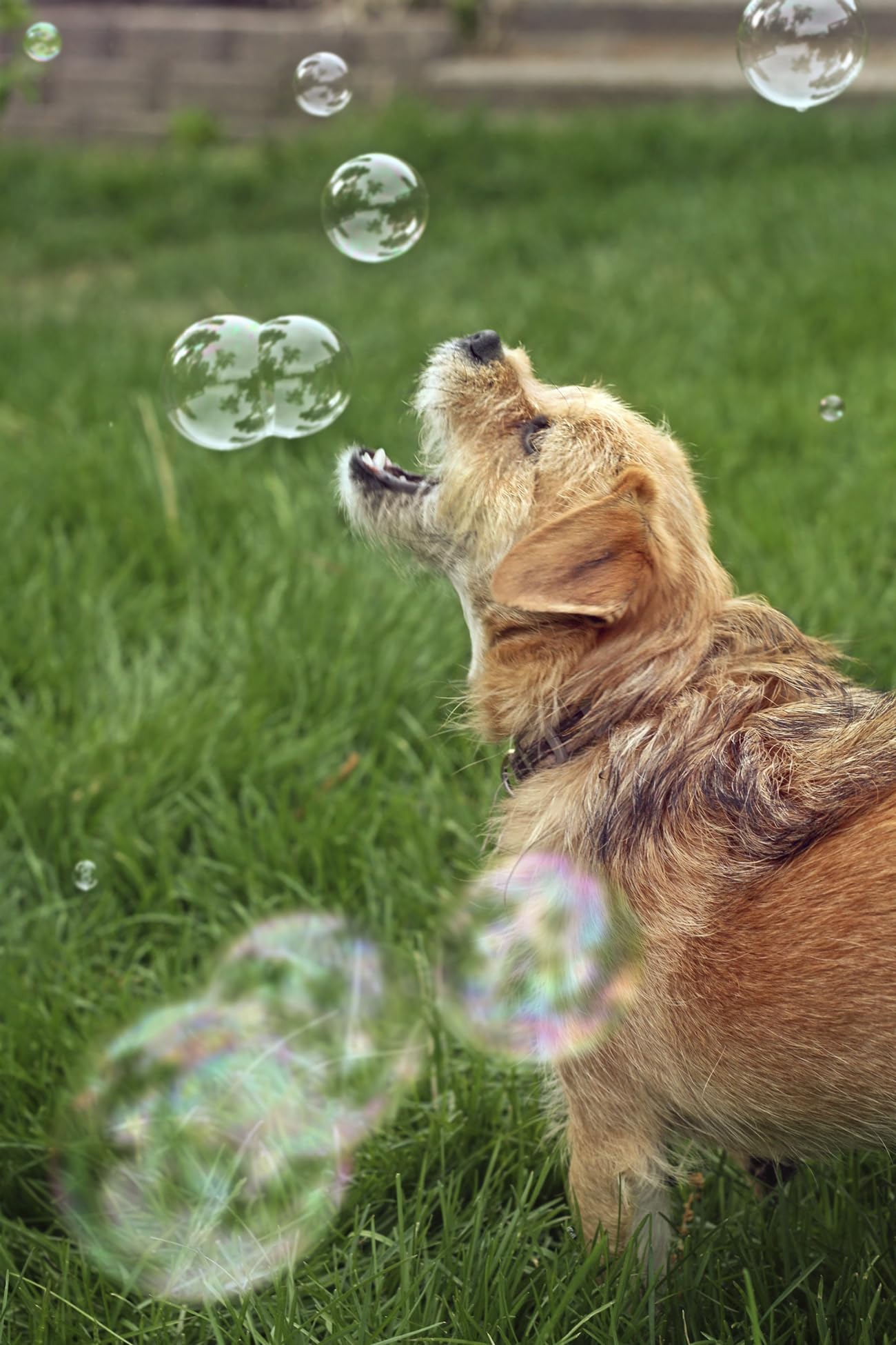 Bubbletastic bacon bubbles floating around during casual play with dog.