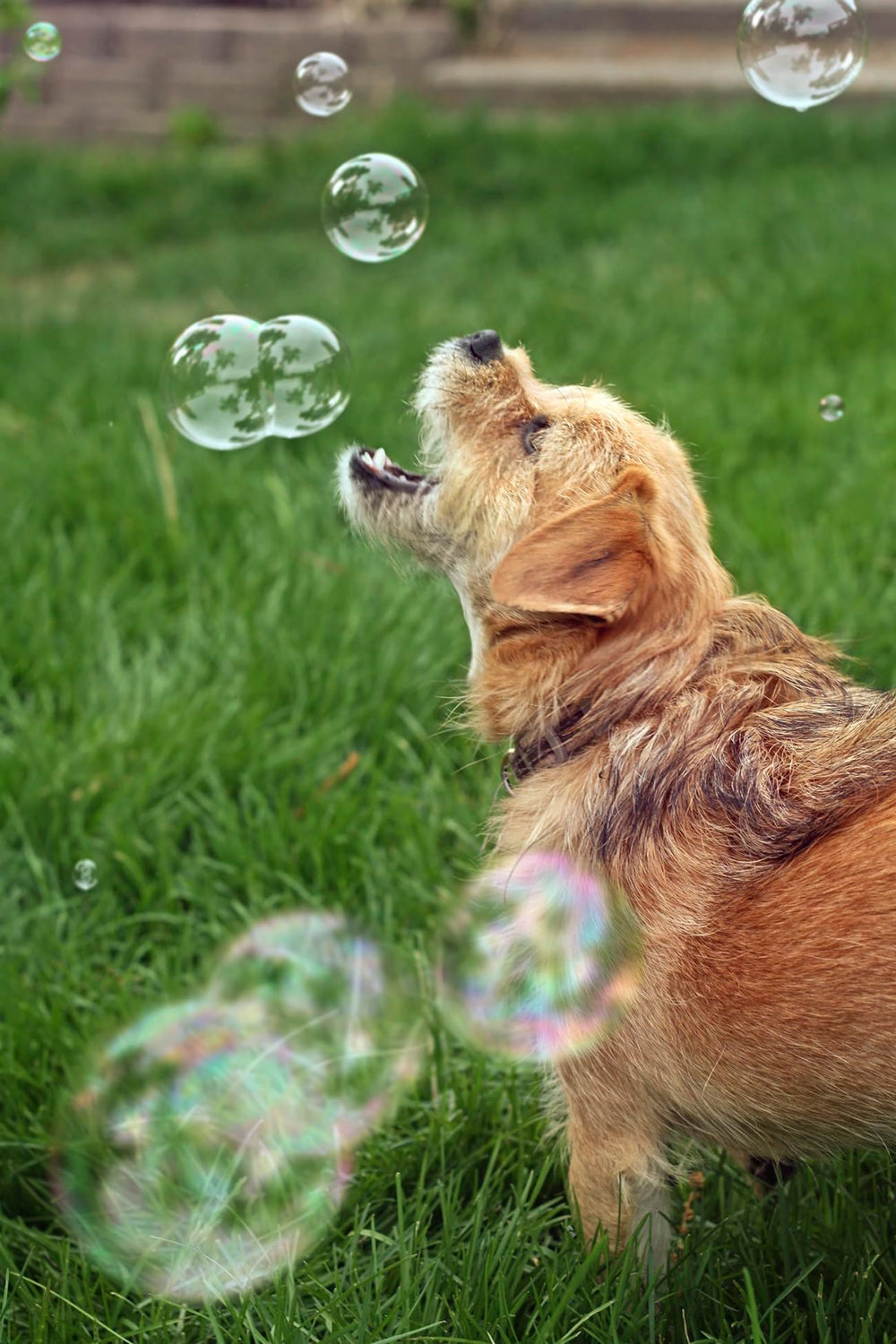 Bubbletastic bacon bubbles floating around during casual play with dog.
