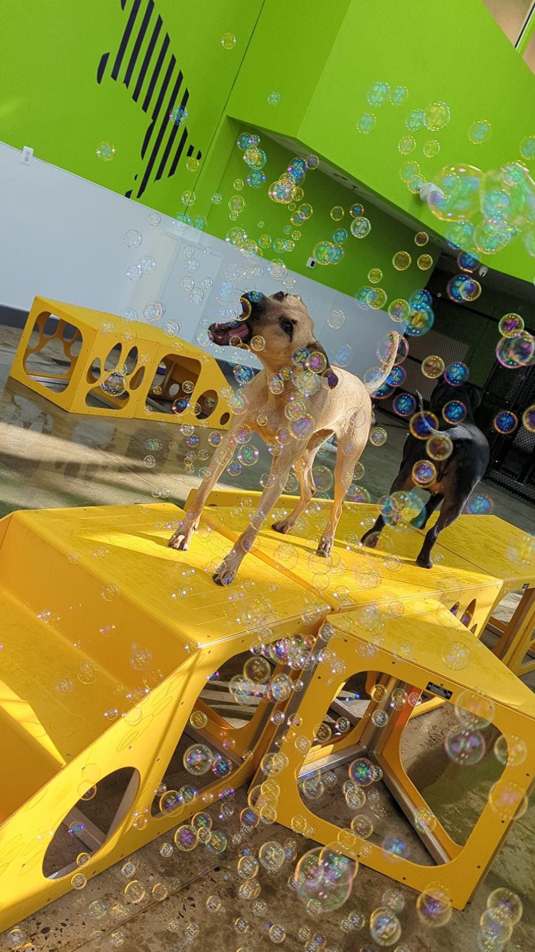 Bubbletastic gift-ready dog present suitable for any size breed.