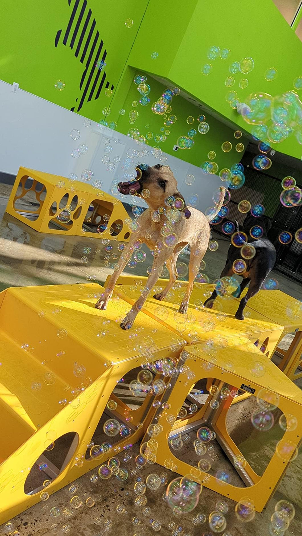 Bubbletastic gift-ready dog present suitable for any size breed.