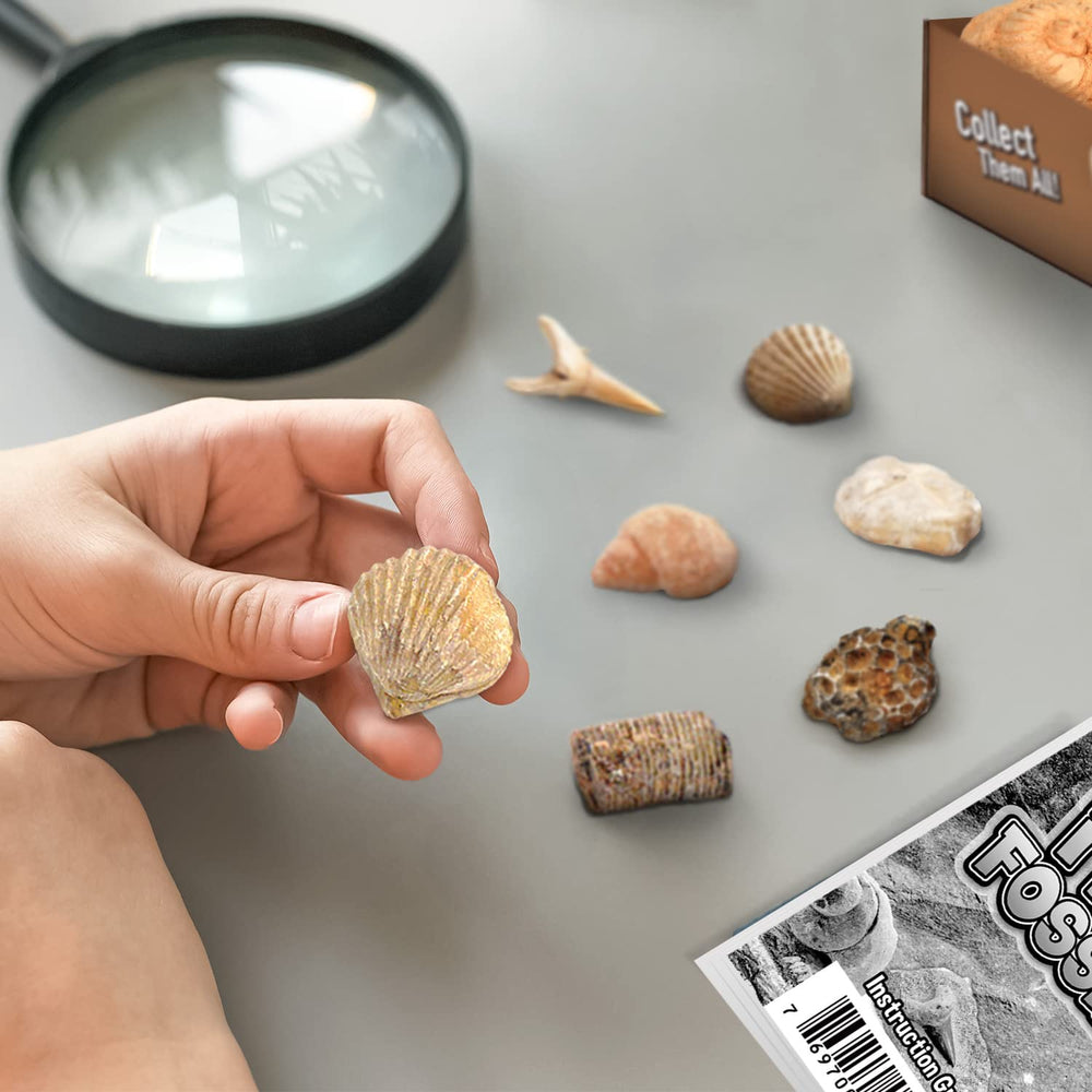 Byncceh Fossil Dig Kit descriptive cards guide discoveries