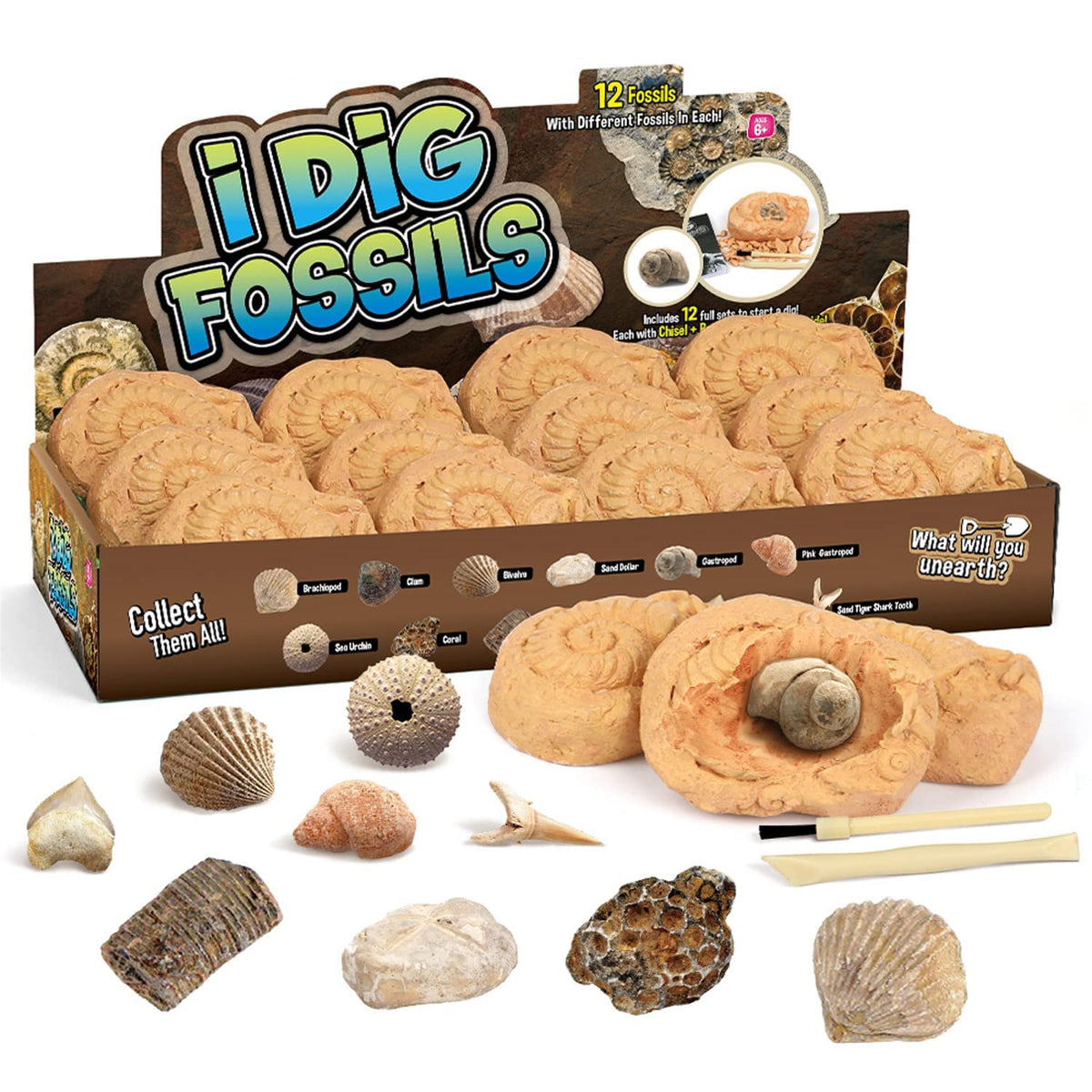 Byncceh Fossil Dig Kit shows the dig site ready for exploration