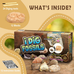 Byncceh Fossil Dig Kit features fossil specimens for curious learners
