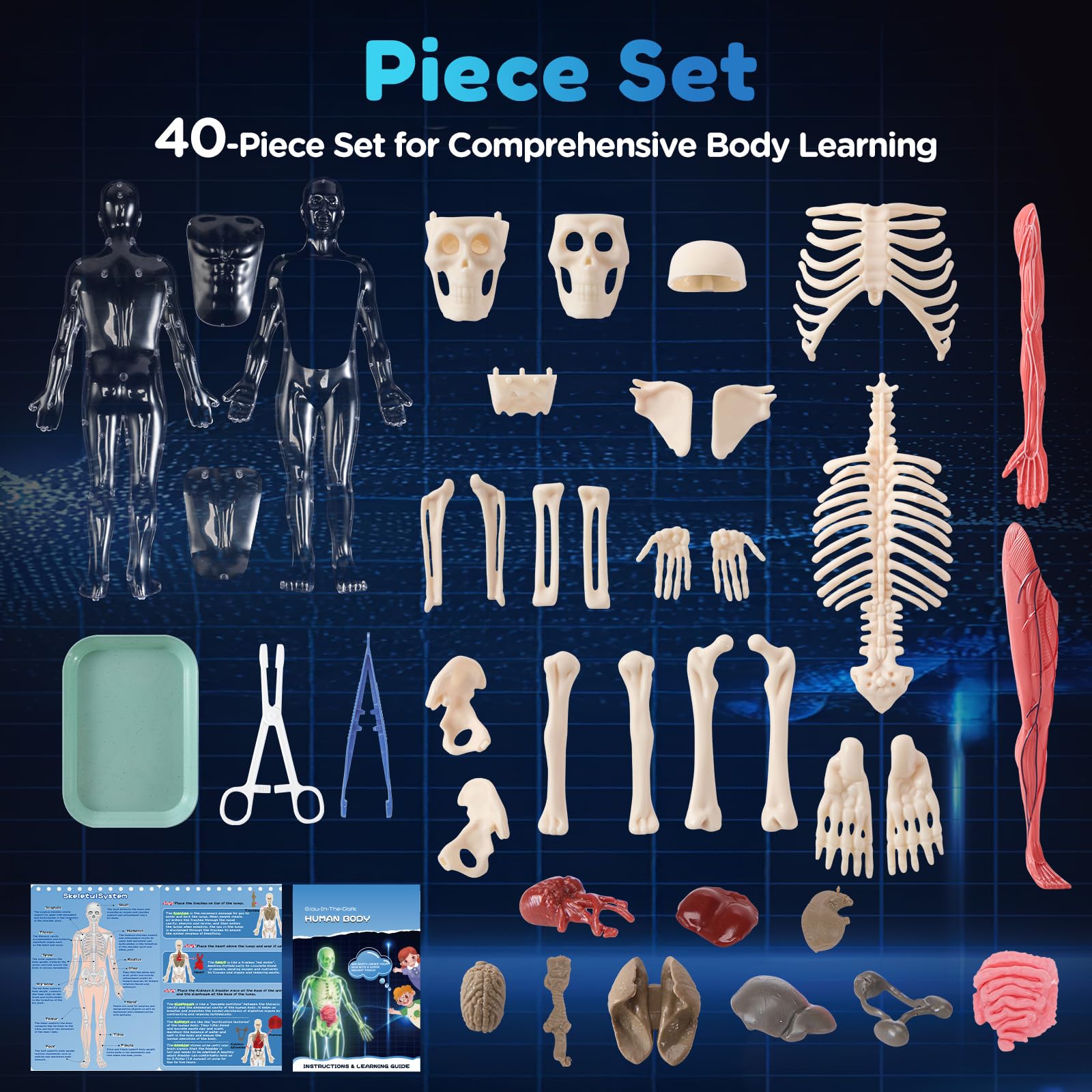 CHMYWJ 40-piece human body kit includes bones, organs, and accessories for comprehensive study.
