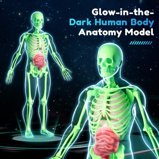 CHMYWJ removable organs kit demonstrates internal anatomy in a hands-on way.