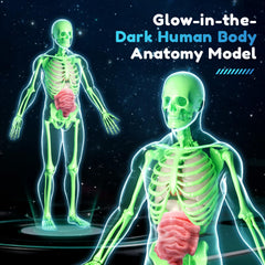 CHMYWJ removable organs kit demonstrates internal anatomy in a hands-on way.