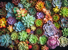 Cross and Glory Succulent Symphony puzzle pieces fitting together in vibrant colors for mindful play.
