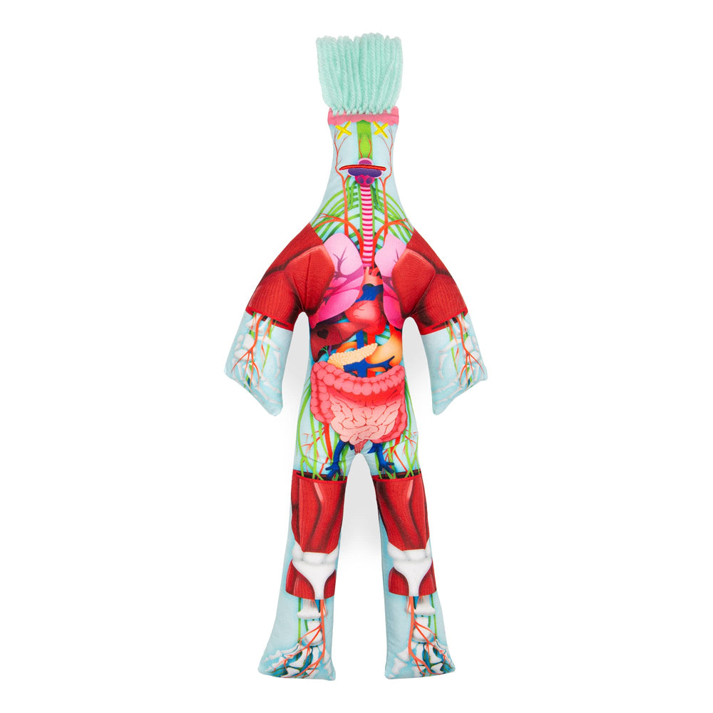 Dammit Doll Anatomy front view with vivid organs for study and stress relief