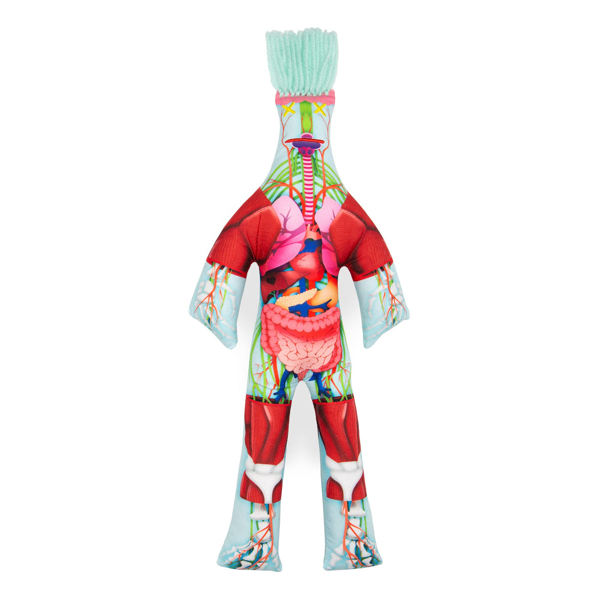 Dammit Doll Anatomy front view with vivid organs for study and stress relief