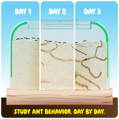 Dan&Darci Ant Farm Kit voucher card for ordering live ants.