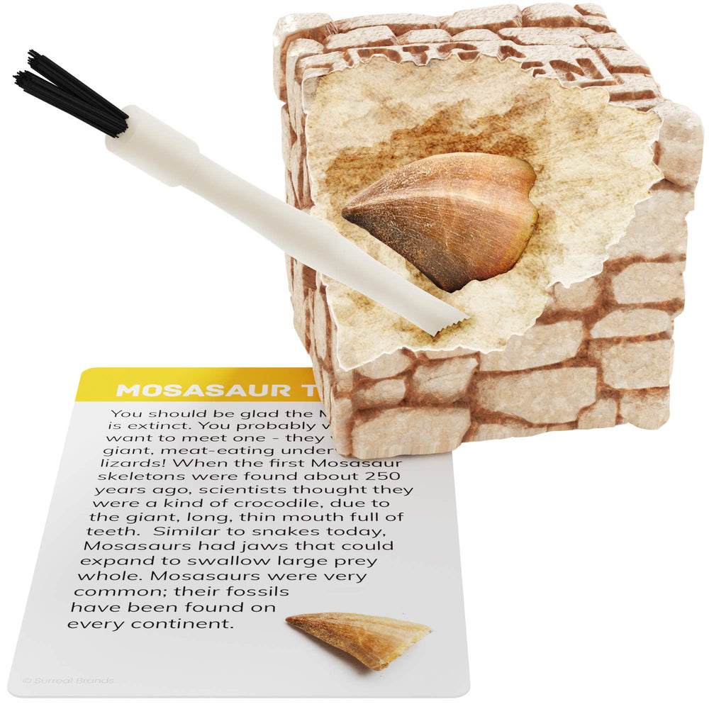 Dan&Darci fossil bricks showcase 12 unique fossils for interactive learning.