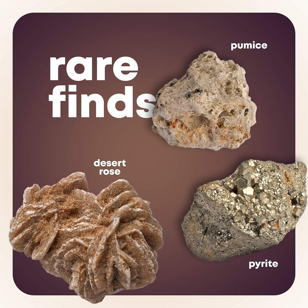 Dan-Darci fossil display case keeps specimens organized and visible.