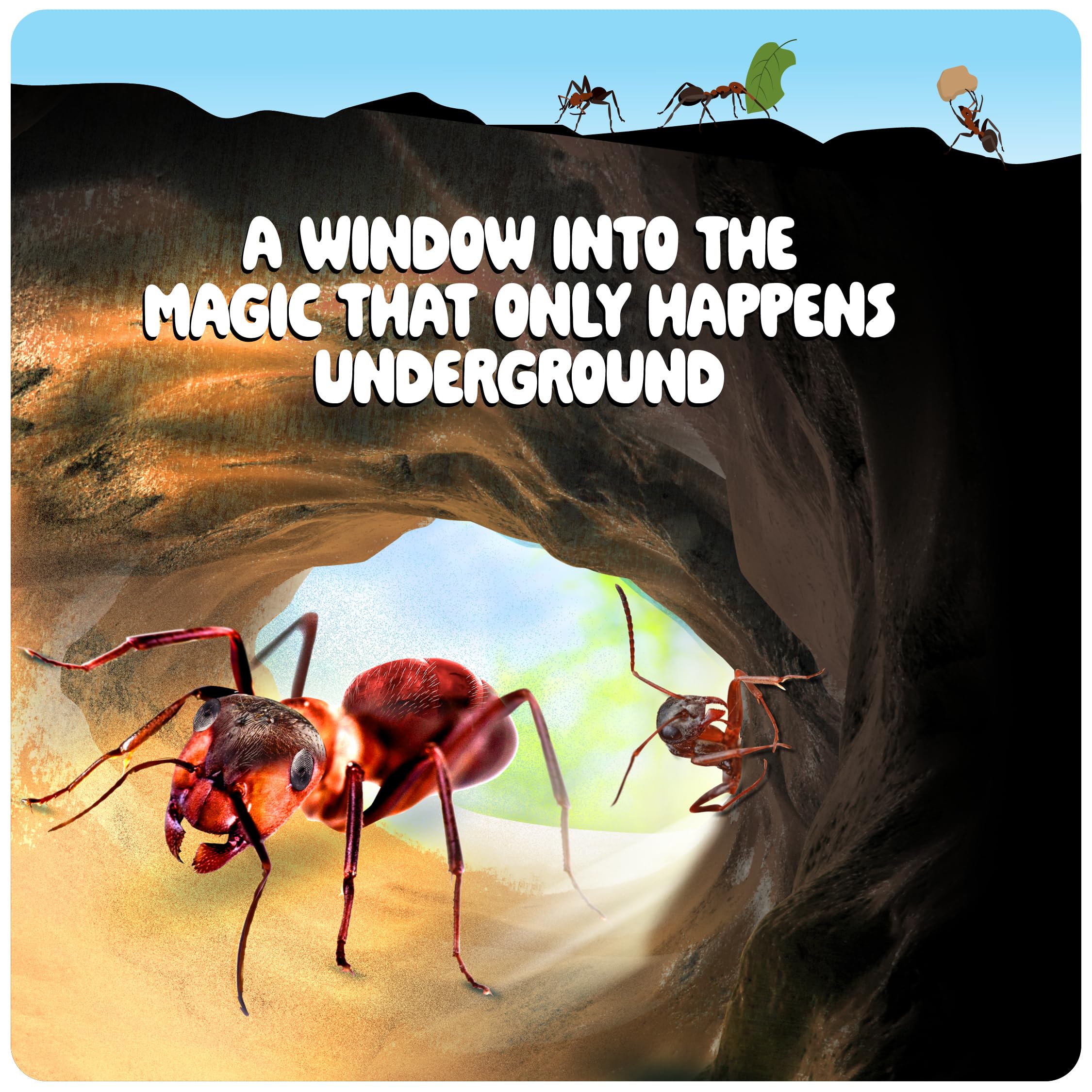 Dan&Darci Interactive Observation of ants for curious learners.